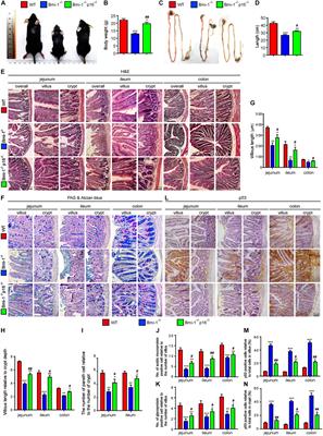 P16INK4a Deletion Ameliorates Damage of Intestinal Epithelial Barrier and Microbial Dysbiosis in a Stress-Induced Premature Senescence Model of Bmi-1 Deficiency